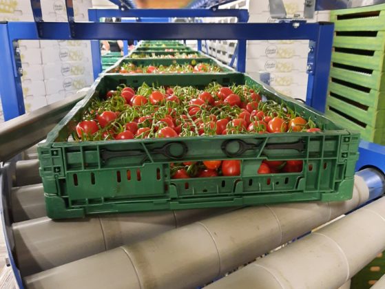 Dopravníková linka pro Skleník Mutěnice – doprava rajčat